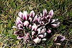 Gentiana concinna in flower