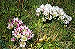 Native Gentiana concinna in bloom