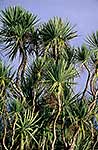 Cabbage tree