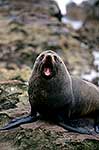 NZ Fur seal