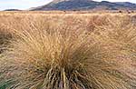 Red tussock