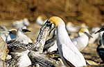 Gannet feeding chick