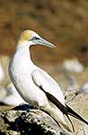 Gannet checking who's following