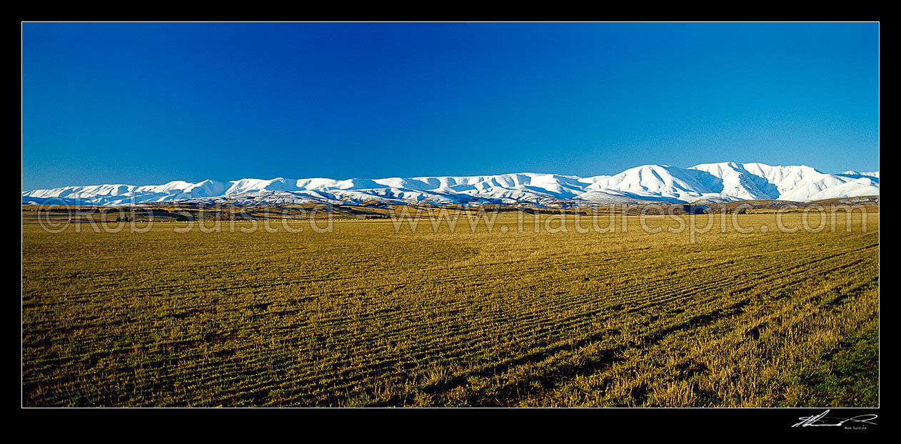 Image of Looking across cut paddocks to the Hawkdun Range; Central Otago, Otago - Central, Central Otago District, Otago Region, New Zealand (NZ) stock photo image