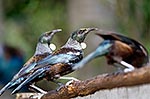 Tui birds