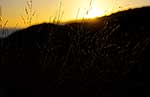 Sunset through grass