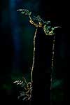 tree fern