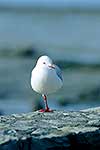 Red billed gull standing on one leg