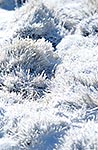 Icy tussock