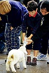 Small boy hand feeding a lamb