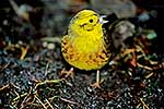 Yellowhammer