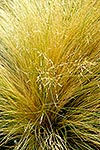 Native Tussock