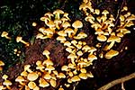 NZ native Fungus growing on log