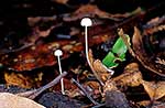 Mycena fungus