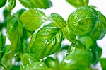 Basil herb