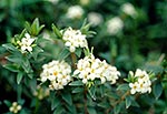 Cook Strait Pimelea