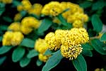 NZ Native Golden Tainui flowers