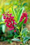 Hebe speciosa (Napuka) flower