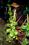 Flowering Wharanui plants 