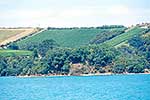 Grape vines, Waiheke Island