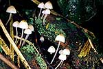 Native Fungi