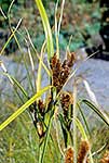 Giant Umbrella Sedge