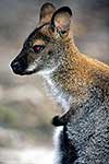 Red necked wallaby