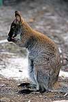 Red necked wallaby