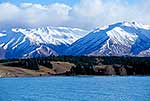 Wilding trees, Mackenzie Basin