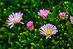 Maori ice plant