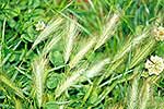 Barley Grass