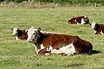 cattle