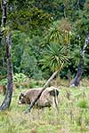 Bull scratching on tree