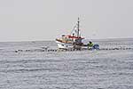 Fishing boat and seabirds