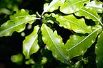 Lenomwood leaves, NZ native