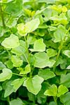 Cape Ivy plant pest