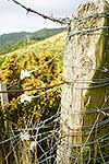 Old farm fence post