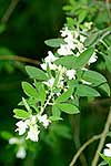 Tree lucerne flowers