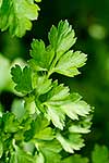 Parsley leaves