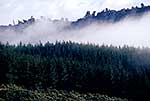 Pine forest and mist