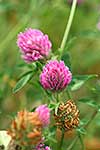 Red clover flowers