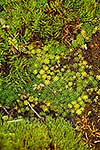 Ground cover, Enderby Island