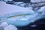 Pack ice algae, Antarctica