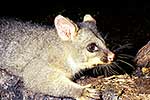 NZ possum