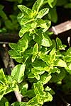 Mint herb leaves