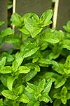 Garden mint herb