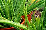 Aloe vera