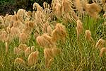 Toetoe fronds in wind