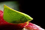 Leafhopper