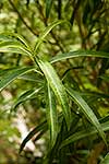 Narrow leaved Mahoe